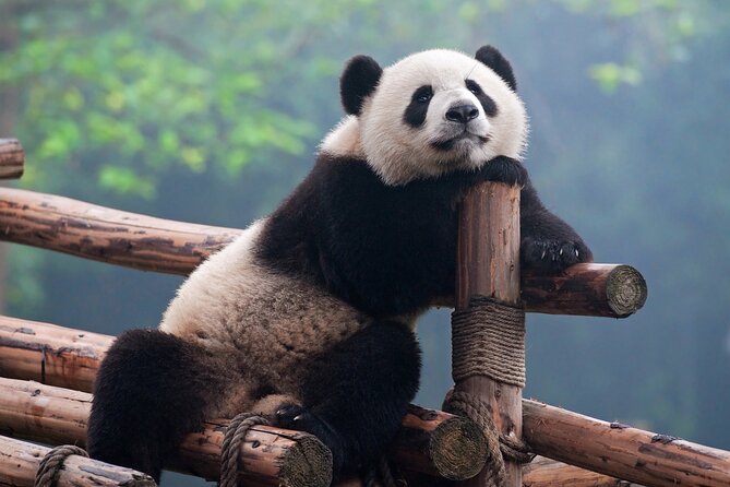 Private Tour Chengdu Panda Breeding Center With Volunteer