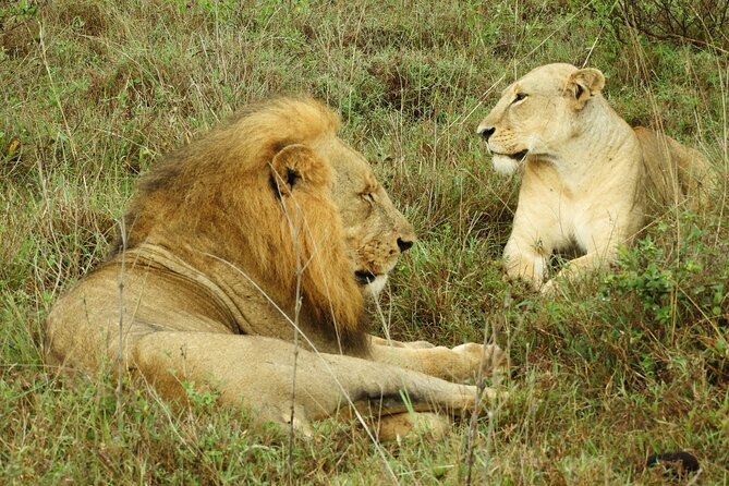 Private Tour Nairobi National Park & Giraffe Centre - Park Entry Fees