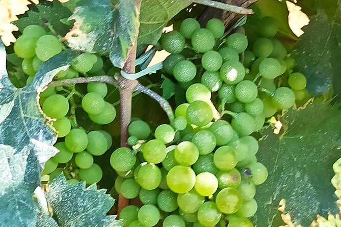 PRIVATE TOUR: Tour of the Carrara Marble Quarries & Wine Experience in Luni - Cancellation Policy