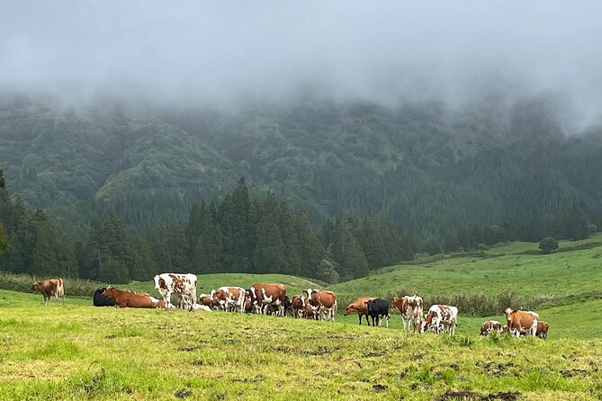 Private Van Tour Half Day Volcanic Lake Sete Cidades - Additional Tour Details