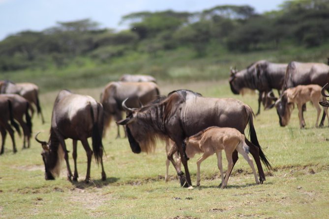 Pumba Tanzania Safari - Accessibility and Weather Conditions
