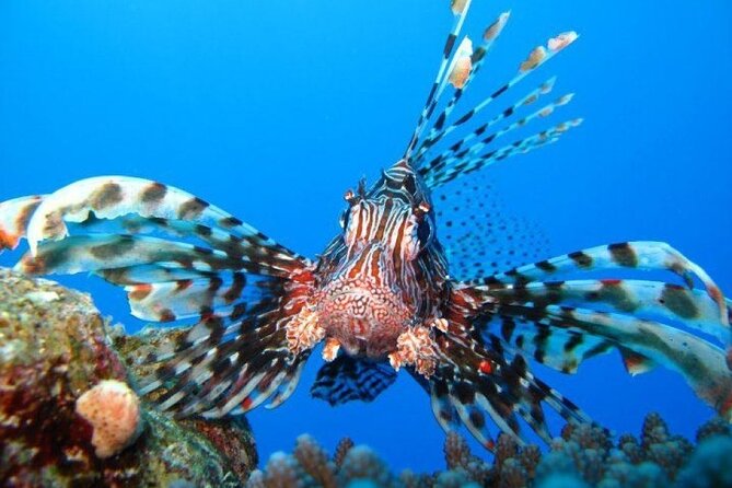Ras Mohamed Half-Day by Bus From Sharm El-Sheikh