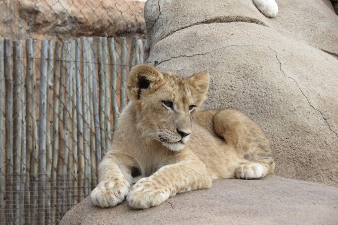 Rhino and Lion Park Safari Tour - Wildlife Encounters