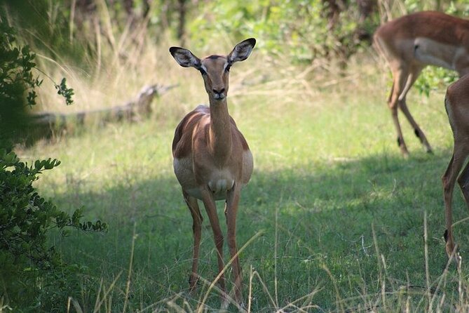 Rhino Walk and Safari Game Drive in Livingstone - Wildlife Encounters