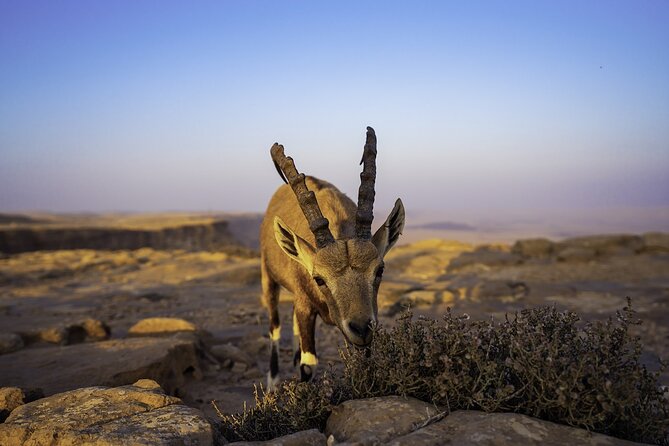 Romantic Walking Tour In Ramon Crater for Couples - The Sum Up
