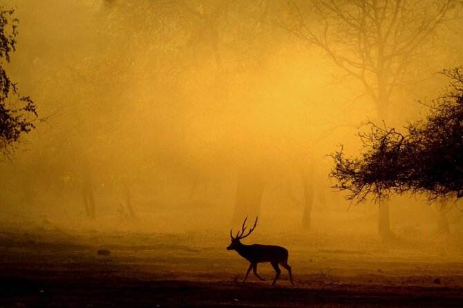 Safari in Bandhavgarh, Kanha, Pench & Tadoba National Parks - Wildlife Safari Experience Highlights