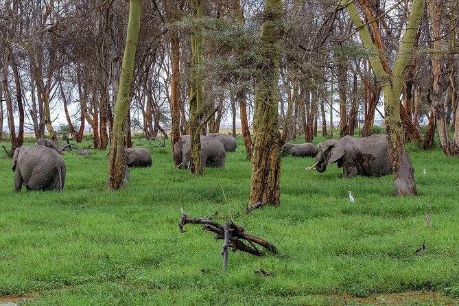 Safari to Amboseli National Park Group Day Tour - Additional Information