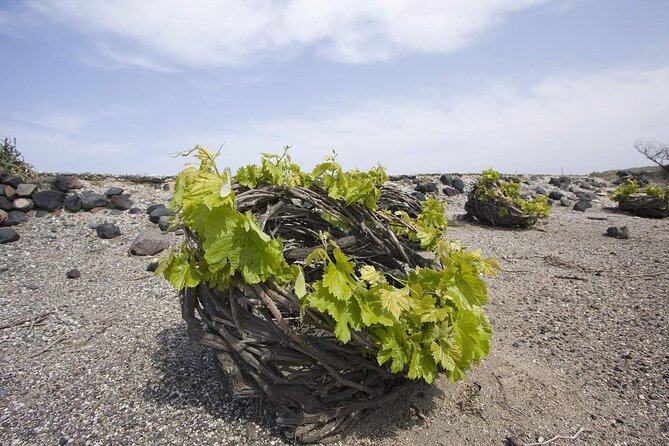 Santorini Private Wine Tour and Wine Tasting - Directions for the Wine Tour