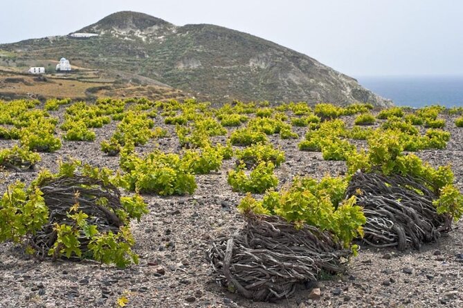 Santorini Wine and Wineries Tour - Additional Booking Information