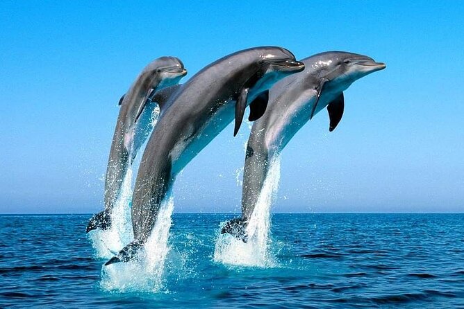 Satayeh Reef Swim With Dolphin and Snorkeling Sea Trip -Marsa Alam - What To Expect