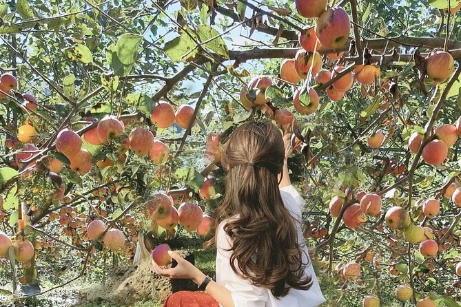 Seasonal Pocheon Full Day Tour With Apple Farm Experience - Price Information