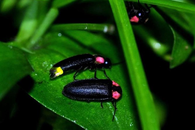 Sekinchan Paddy Fields, Beach, Temple and Fireflies Tour - Additional Tour Information