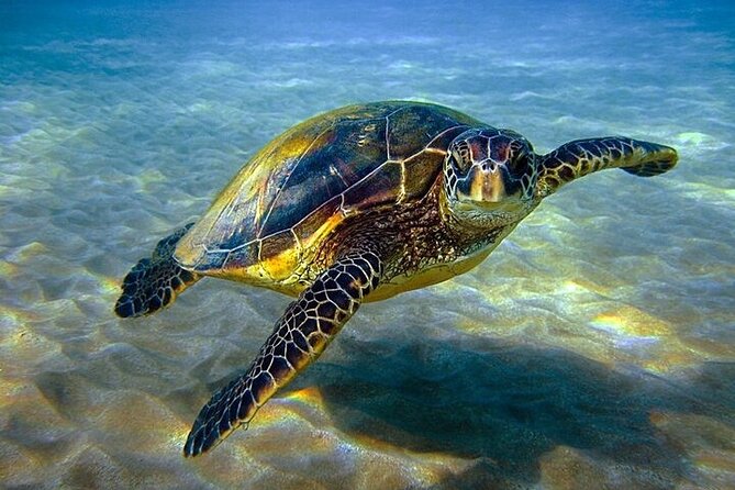Semi Submarine Trip With Snorkeling & Transfer – Sharm El Sheikh