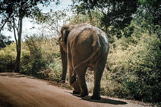 Sigiriya Rock and Wild Elephant Safari From Kandy - Logistics and Accessibility