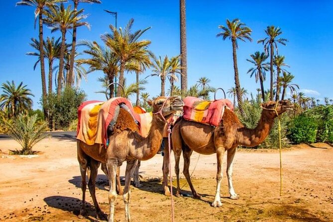 Skip the Line at : Majorelle Garden and Palm Garden. - Booking Information