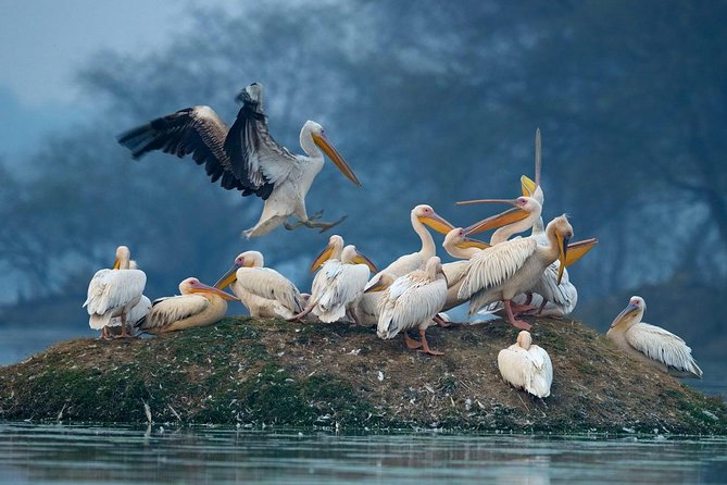 Skip The Line:Taj Mahal & Keoladeo National Park Tour From Jaipur - Booking Directions