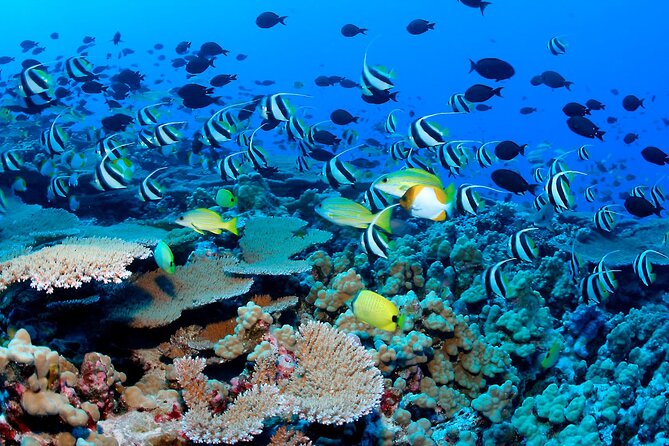 Snorkeling in Coral Island, Trincomalee - Cancellation Policy