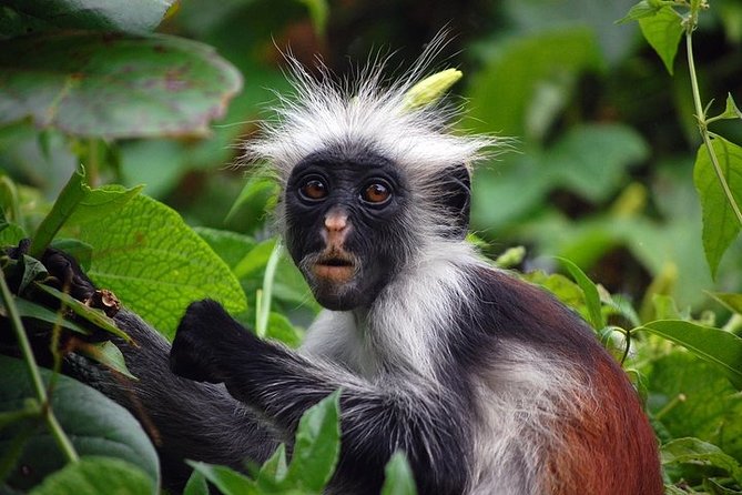 Spice Farm Tour and Jozani Forest Private Tour in Zanzibar - Booking Process