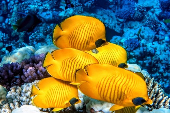 Spice Tour, Blue Lagoon, Starfish Tour, Rock Restaurant, Kuza Cave, Paje Beach - Relaxing at Blue Lagoon