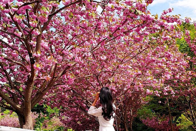 Spring Flower Festival and Seosan Gaesimsa and Munsusa Tour - Expectations and Requirements
