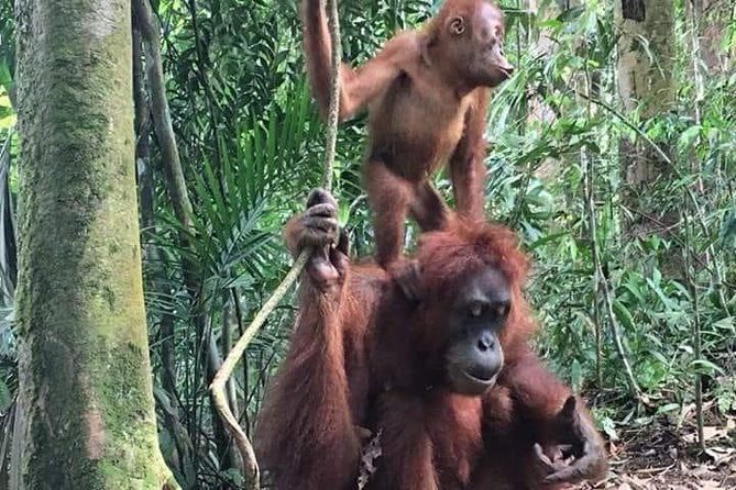 Sumatra Orang Utan Haven - The Sum Up