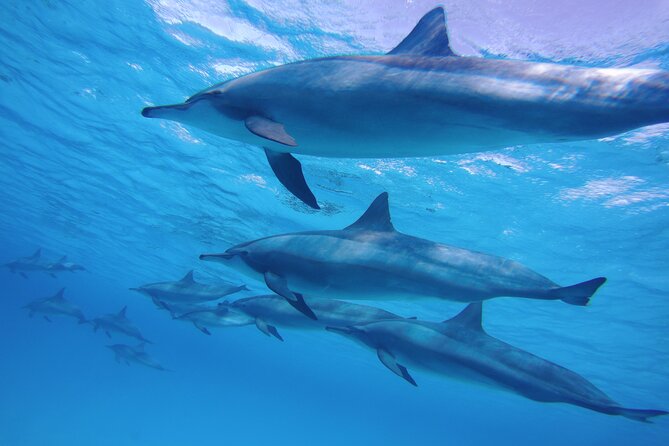Swim With Dolphin in Satayeh Reef Sea Trip & Lunch - Marsa Alam