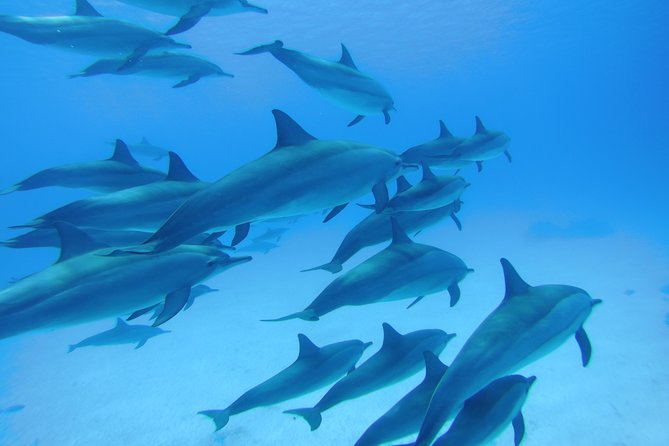 Swim With Dolphins in Satayeh Reef Snorkel Sea Excursion - Marsa Alam - Cancellation Policy