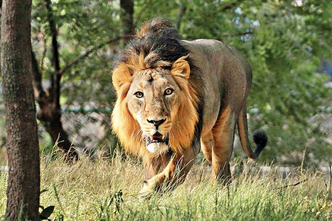 Tajmahal With Lion Safari Same Day Trip - Tour Inclusions