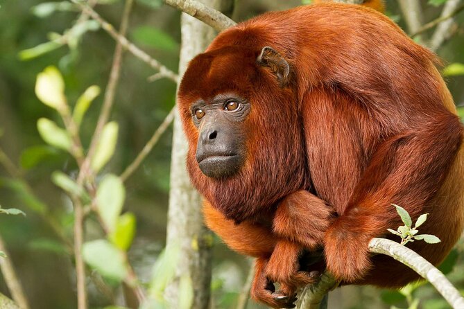 Tambopata Amazon Reserved Zone Exclusive Experience (6 Days) - Schedule and Start Time