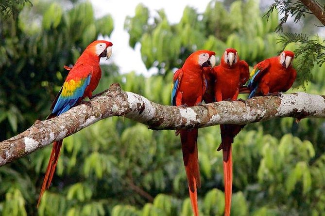 Tambopata National Reserve: Jungle and Adventure 4 Days - Frequently Asked Questions