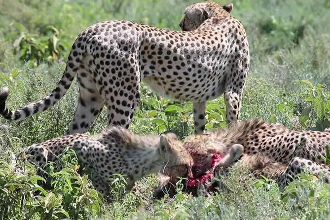 Tanzania Safaris | 2 DAYS Safari-Ngorongoro Crater and L.Manyara NP or Tarangire