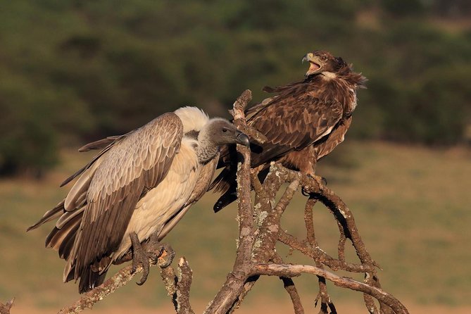 Tarangire & Ngorongoro Safari | 2 Days - Day 1: Accommodations and Meals
