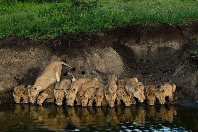 Tarangire, Serengeti, Ngorongoro, Lake Manyara National Park. - Booking Details