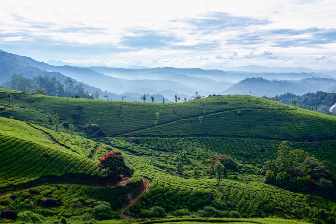 Tea Plantation Tour From Kandy - Price Details