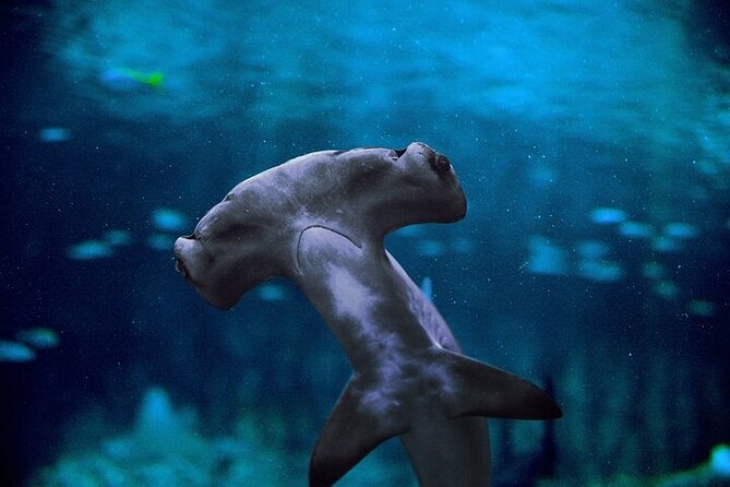 The National Aquarium in Abu Dhabi Tickets - Glass Bridge Walk