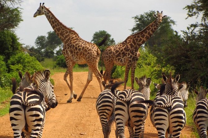 The Northern Tanzania Adventure