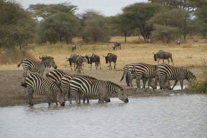 Three Days Safari Ngorongoro-Serengeti National Park Tented Camping - Accessibility Information