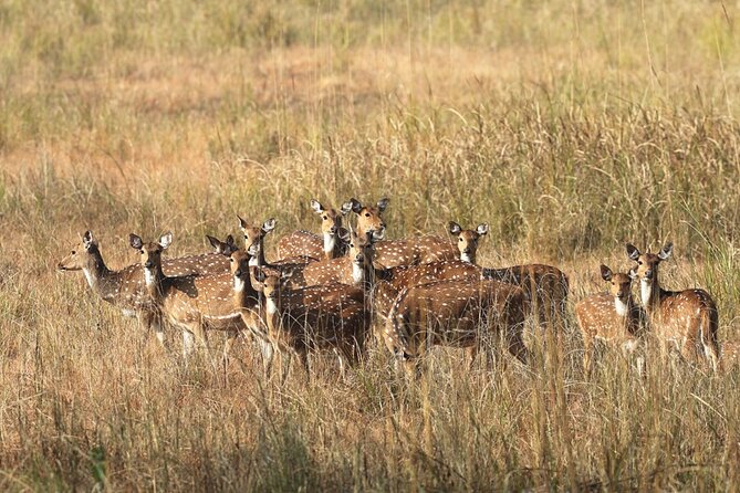Tiger, Temple & Ancient Caves - Wildlife Safari Experiences