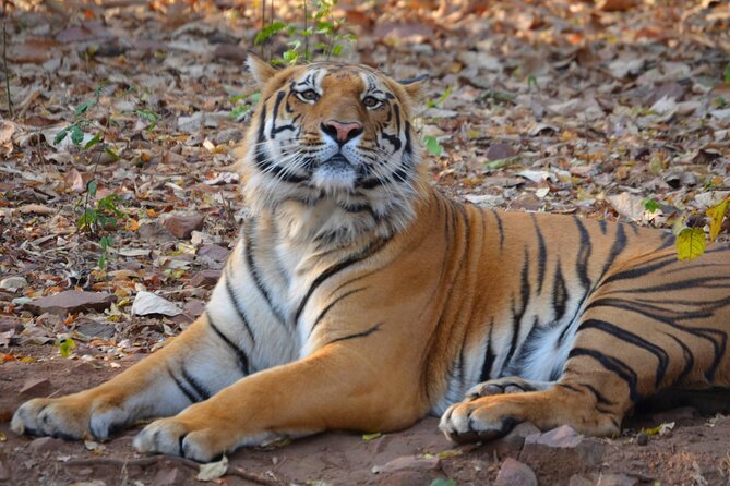 Tiger & Temple - Content Organization and Language Style