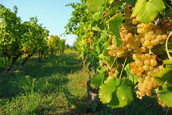 Tour to Siena and San Gimignano, a Full Day From Rome - Cancellation Policy