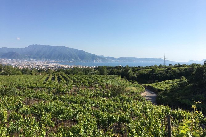 Transfer From Sorrento to Naples With Wine Tasting (1-8 Pax) - Cancellation Policy