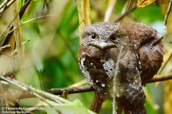 Treking / Bird Watching / Excursion at Sinharaja Rain Forest - Frequently Asked Questions