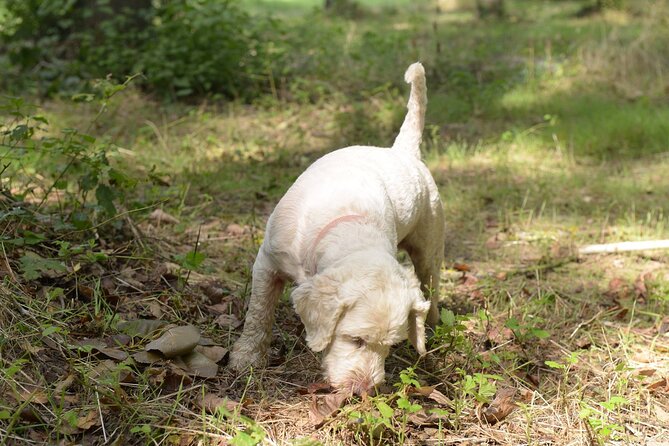Truffle Hunting in Tuscany With Tasting - Private - Directions to Meeting Point