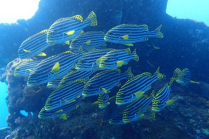 Try Scuba Diving at the Liberty Wreck Tulamben (From South Bali ) 1 or 2 Dives - The Sum Up