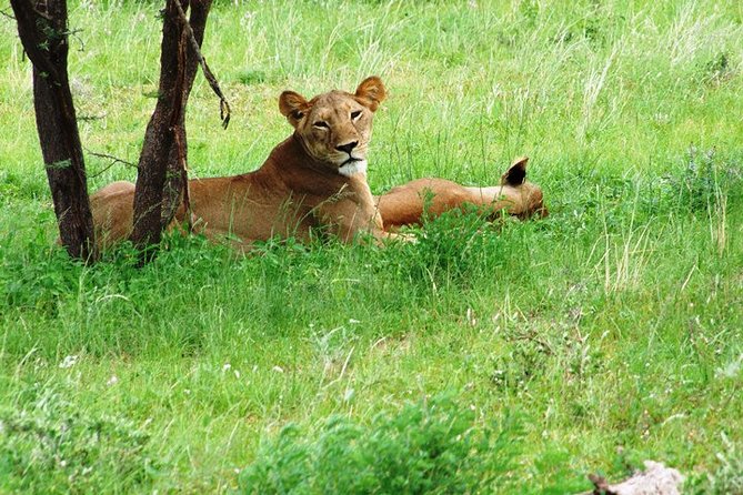 Tsavo East & West National Park 3 Days From Mombasa. - Cancellation Policy