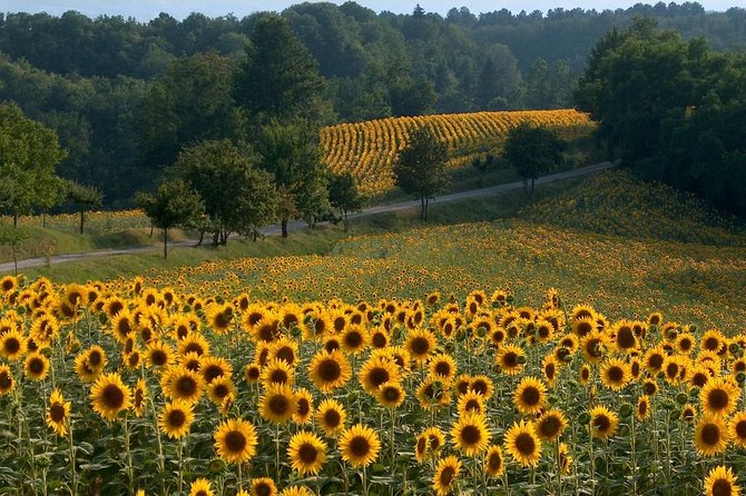 Tuscany Wine Tour - Frequently Asked Questions