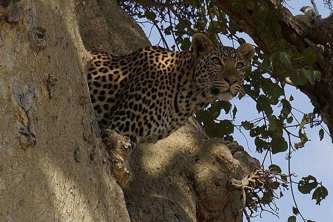 Two-Day Mikumi Adventure: Game Drives & Park Walks - Start Time and Confirmation