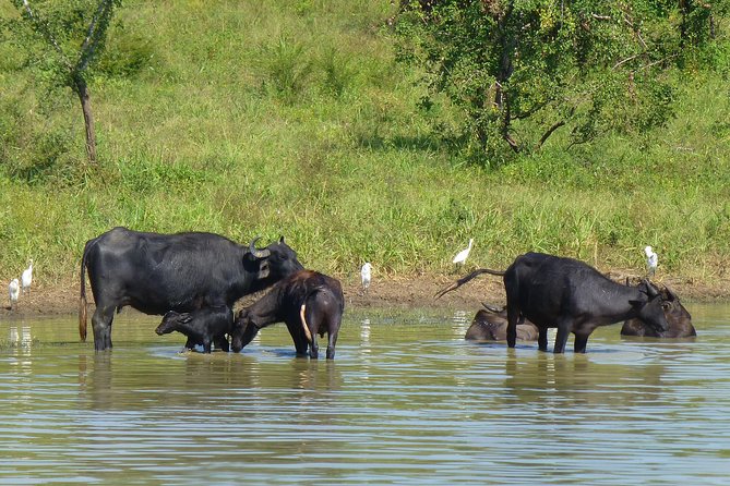 Uda Walawe Safari 1-Day-Tour From Mirissa, Weligama, Ahangama - Tour Highlights