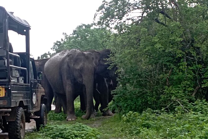 Udawalawe National Park 4 Hours Private Safari Tour - Price Details