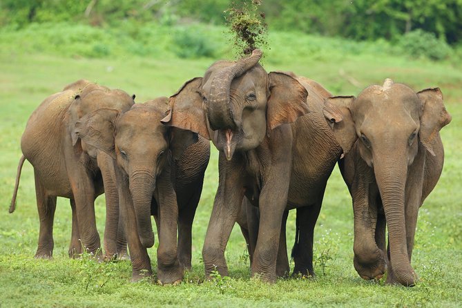 Udawalawe National Park Safari From Mount Lavinia - Frequently Asked Questions